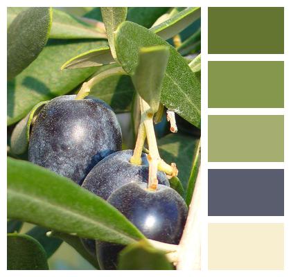 Fruit Olives Olive Tree Image